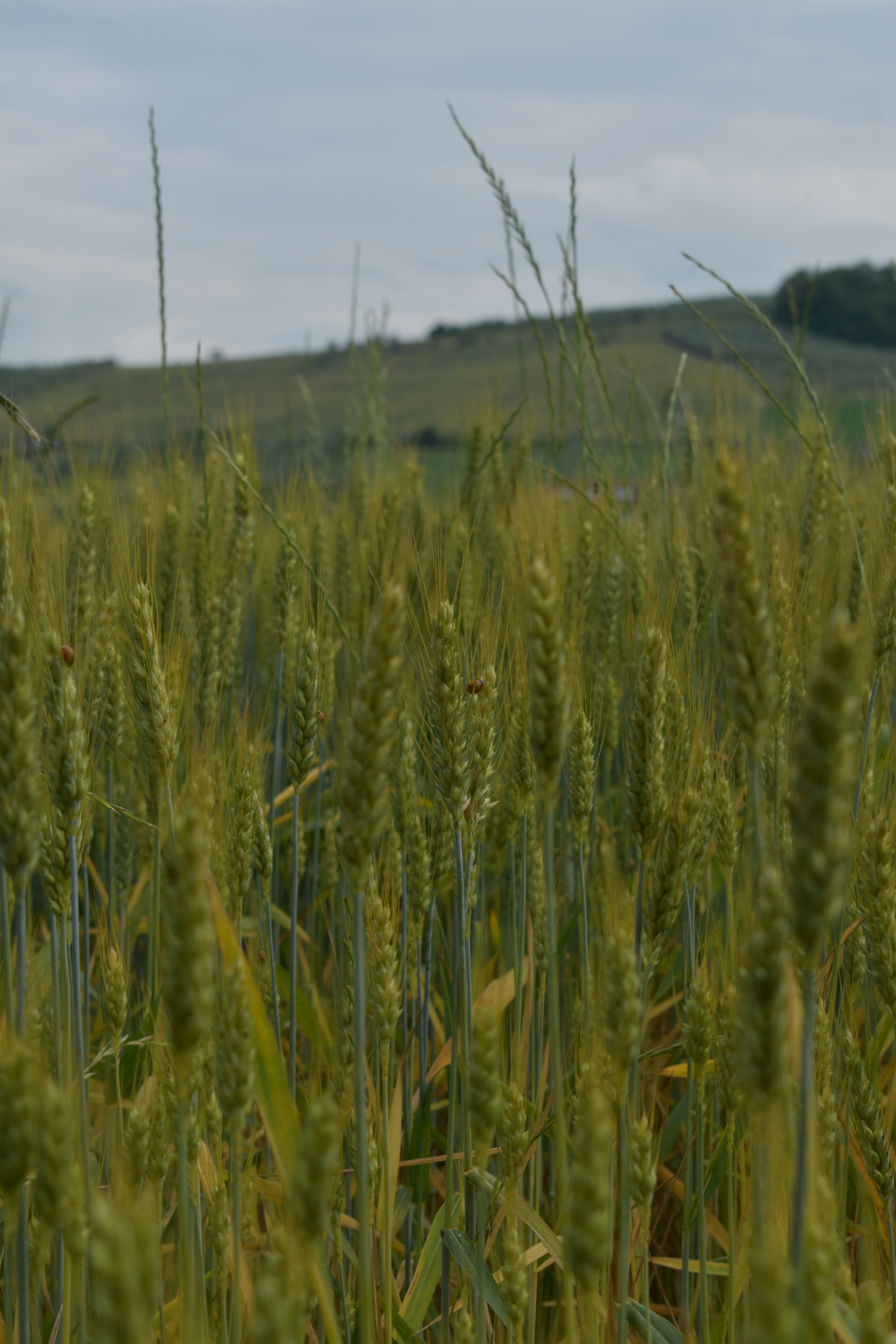 a field of green grass with a hill in the background