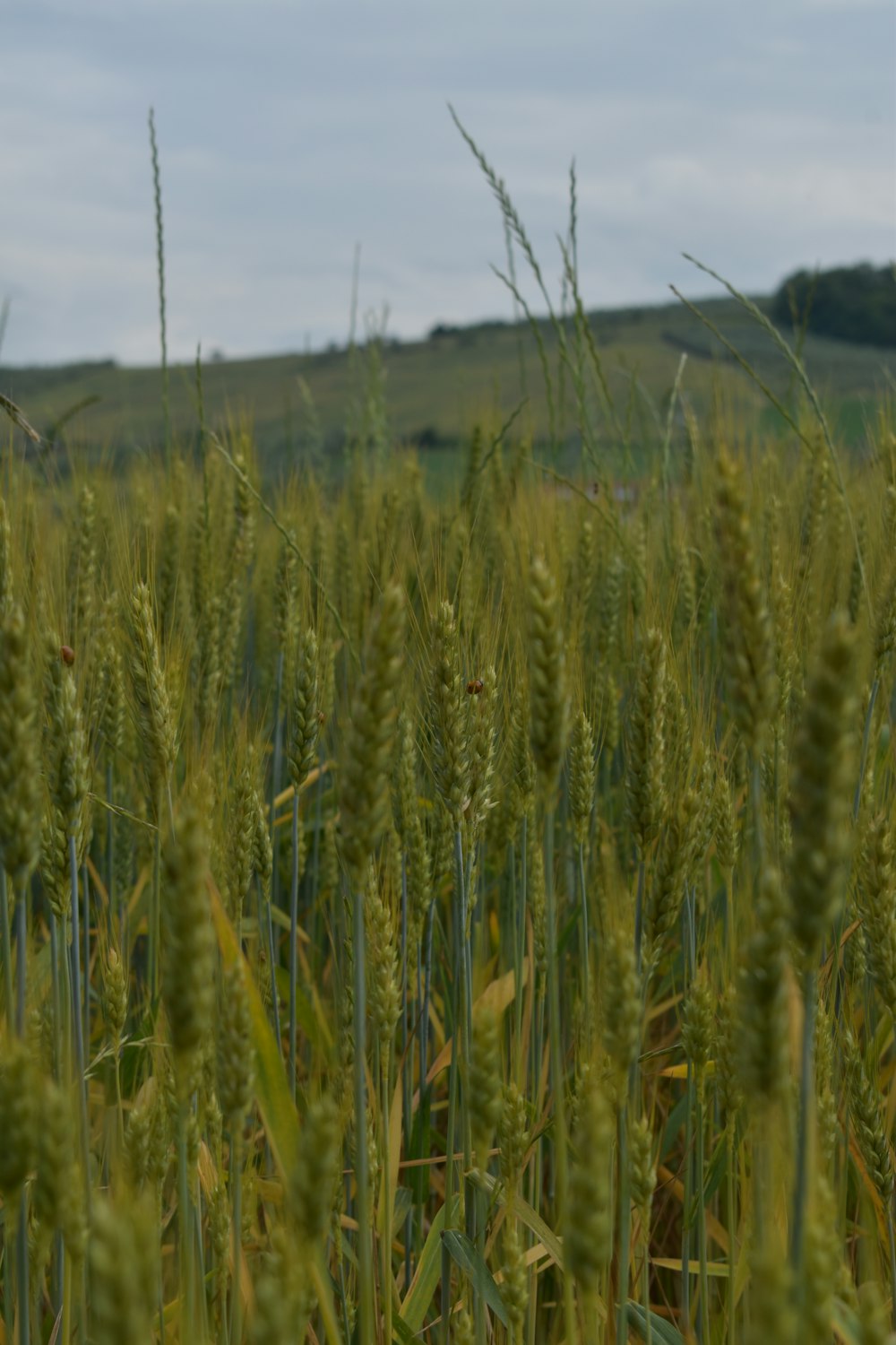 a field of green grass with a hill in the background