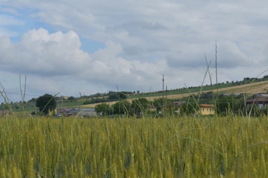 A serene morning view of lush green wheat fields in Hodel village with farmers tending the crops.