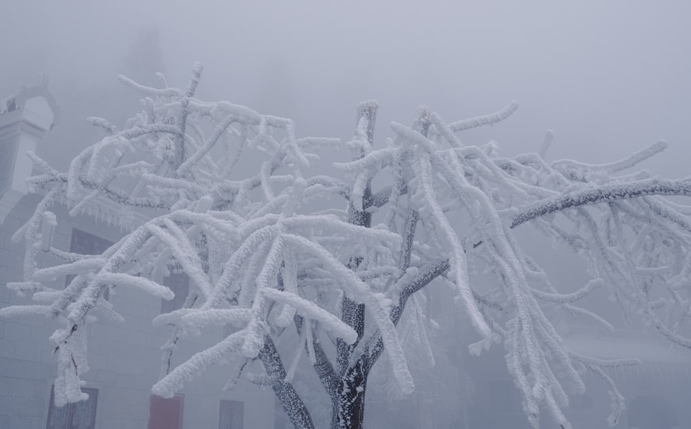 a tree covered in snow next to a building