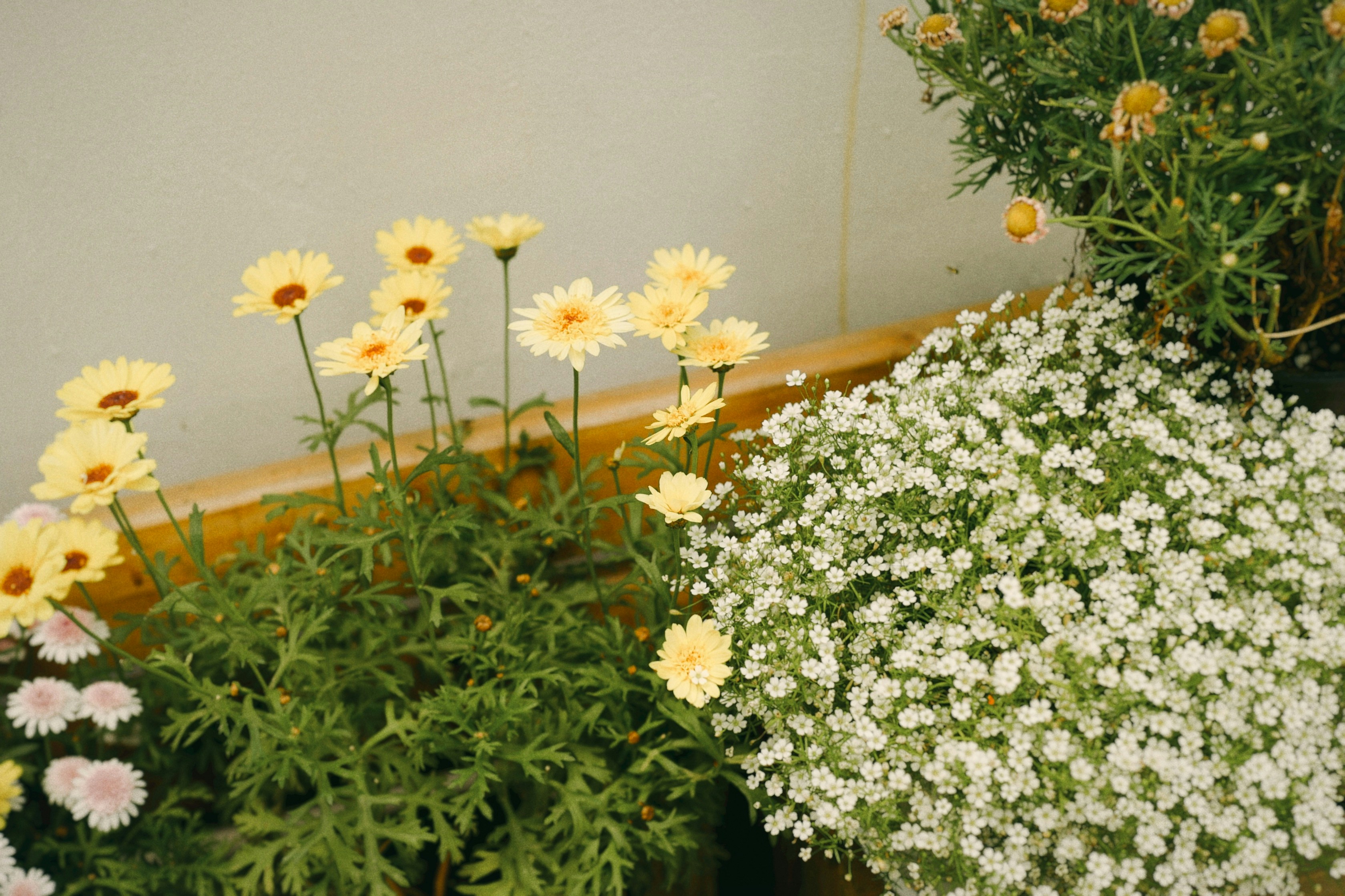 a bunch of flowers sitting next to each other