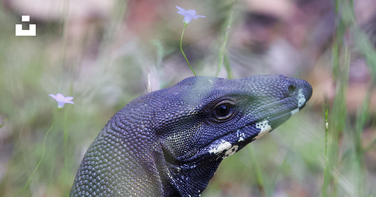 A close up of a lizard in a field of grass photo – Free Kings plains ...