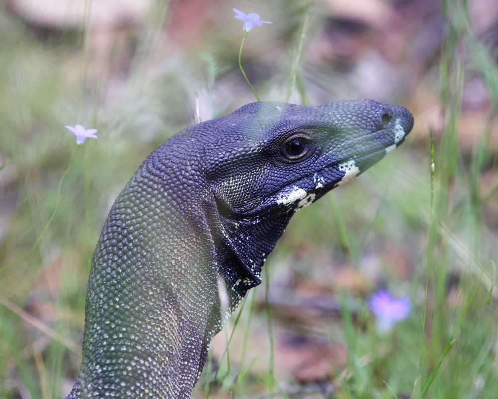 a close up of a lizard in a field of grass