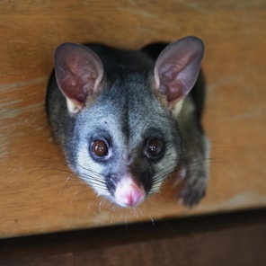 a close up of a small animal on a table