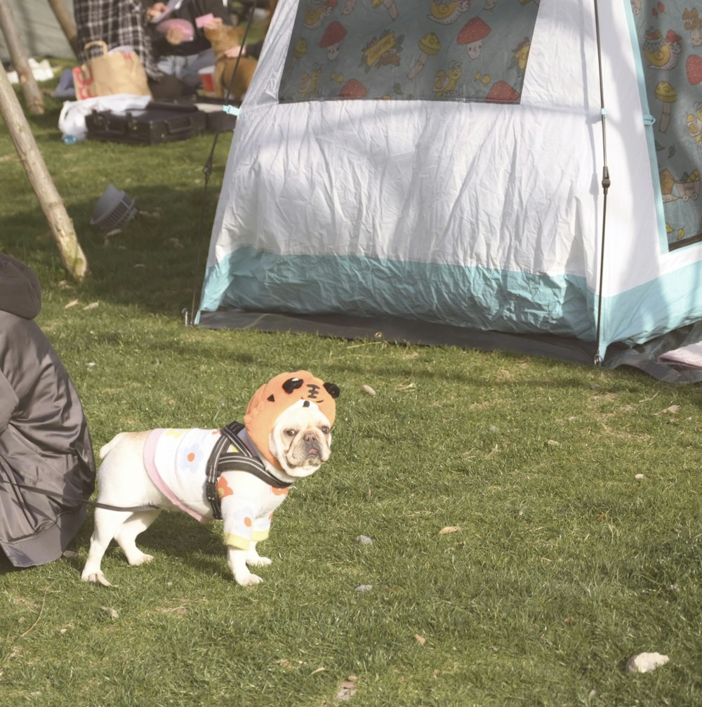 a small dog wearing a bandana standing next to a tent