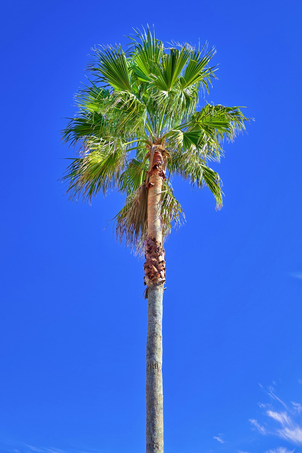 a palm tree with a blue sky in the background