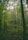 a forest filled with lots of green trees