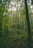a forest filled with lots of green trees
