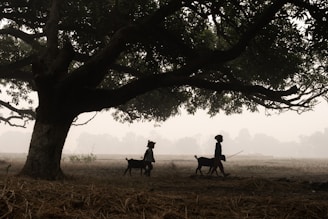 a group of people walking two dogs in a field