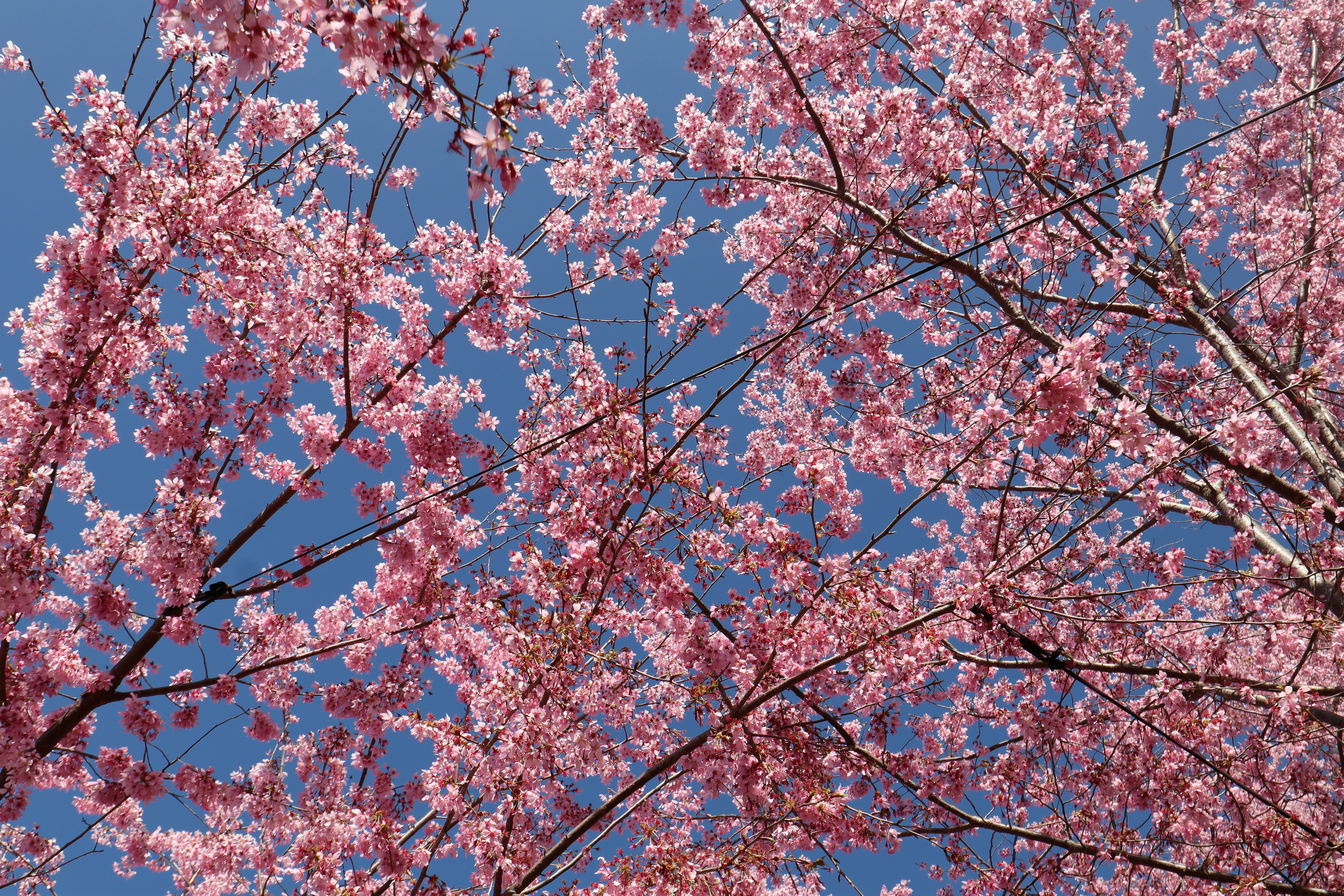 a tree with lots of pink flowers in front of a blue sky