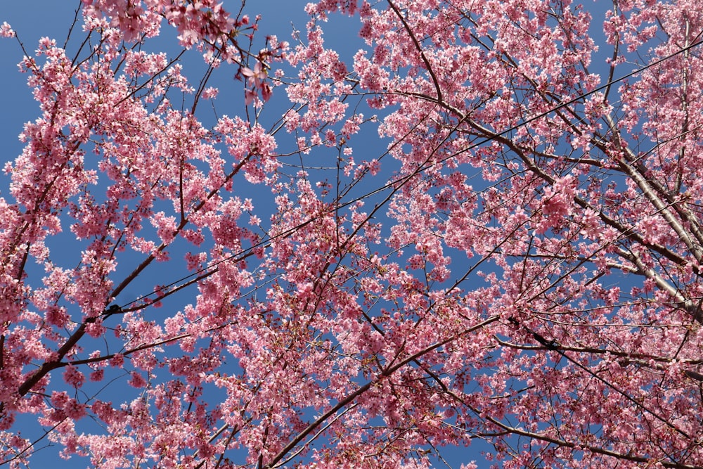 a tree with lots of pink flowers in front of a blue sky