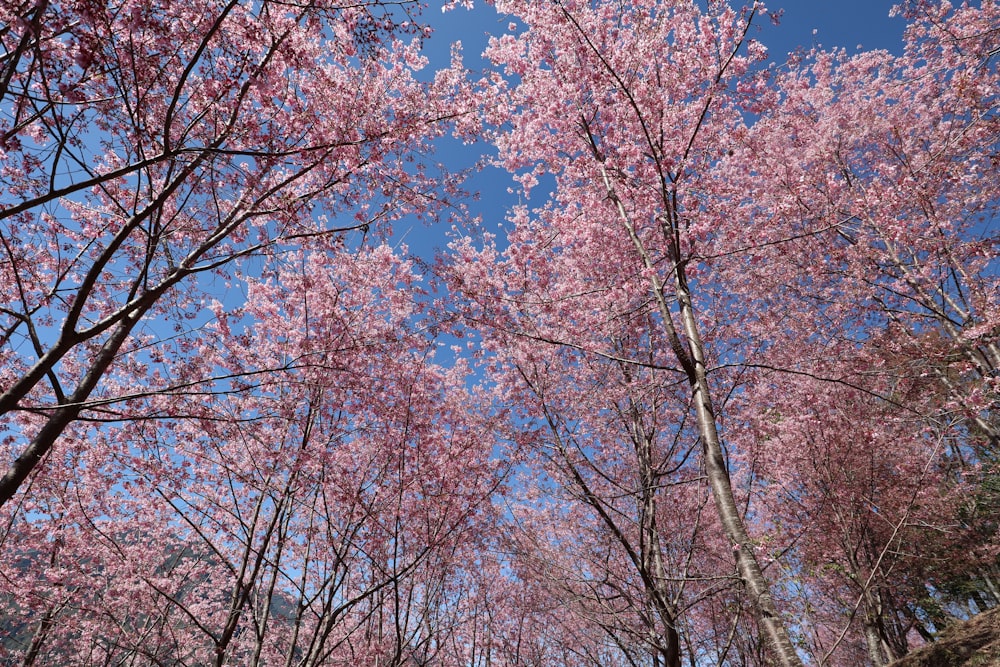 a group of trees with pink flowers on them