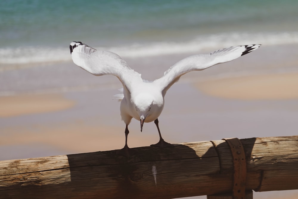 a white bird standing on top of a wooden rail