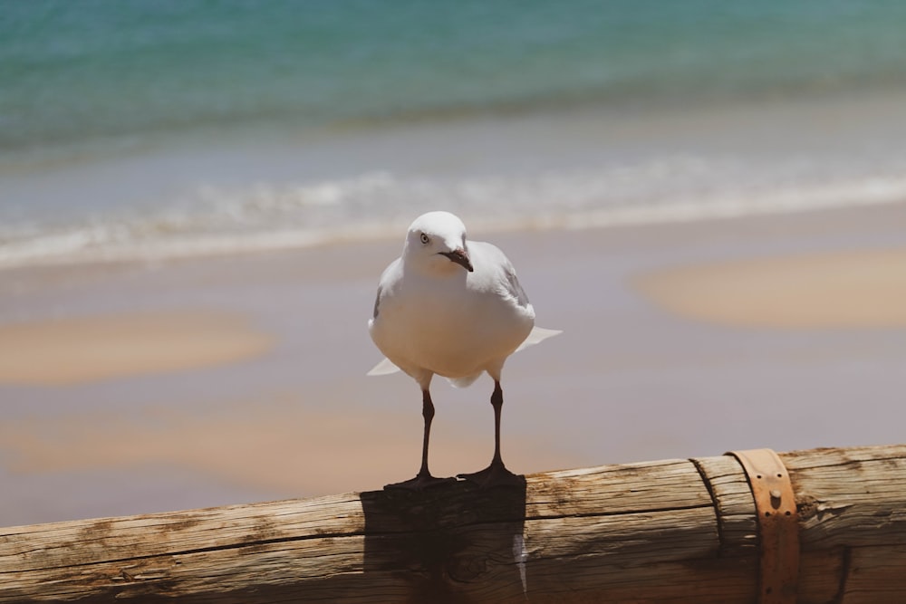 a seagull is standing on a piece of wood on the beach