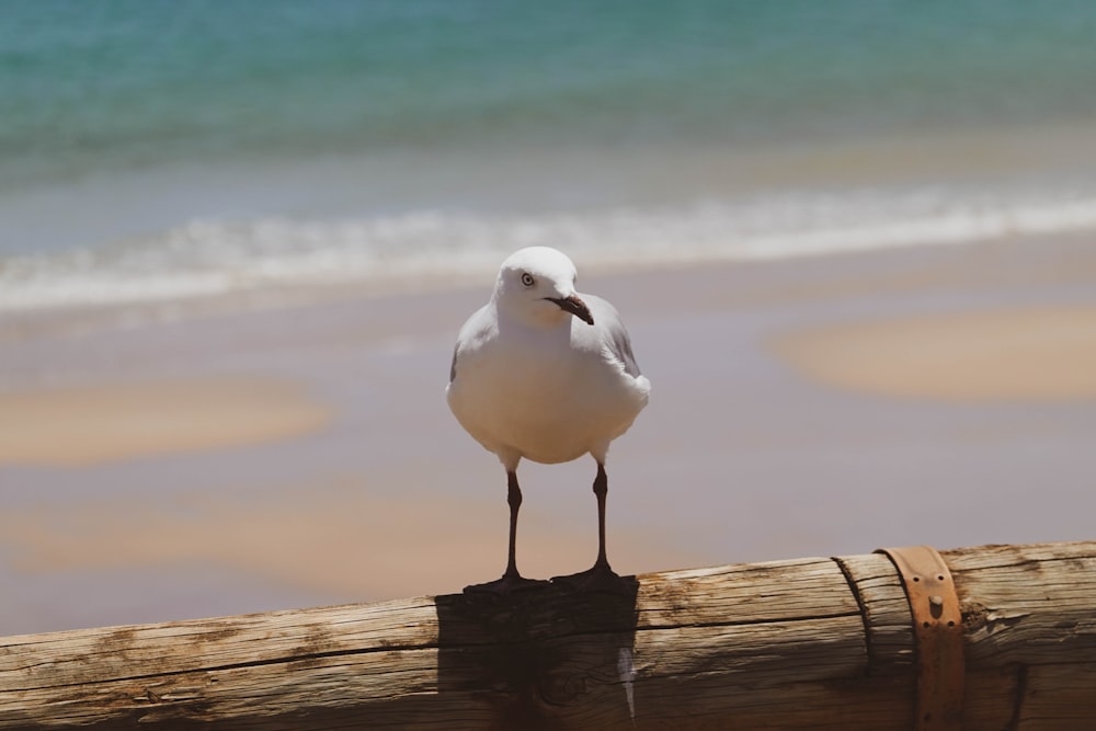 a seagull is standing on a piece of wood