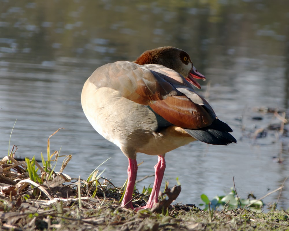 a duck standing on the ground next to a body of water