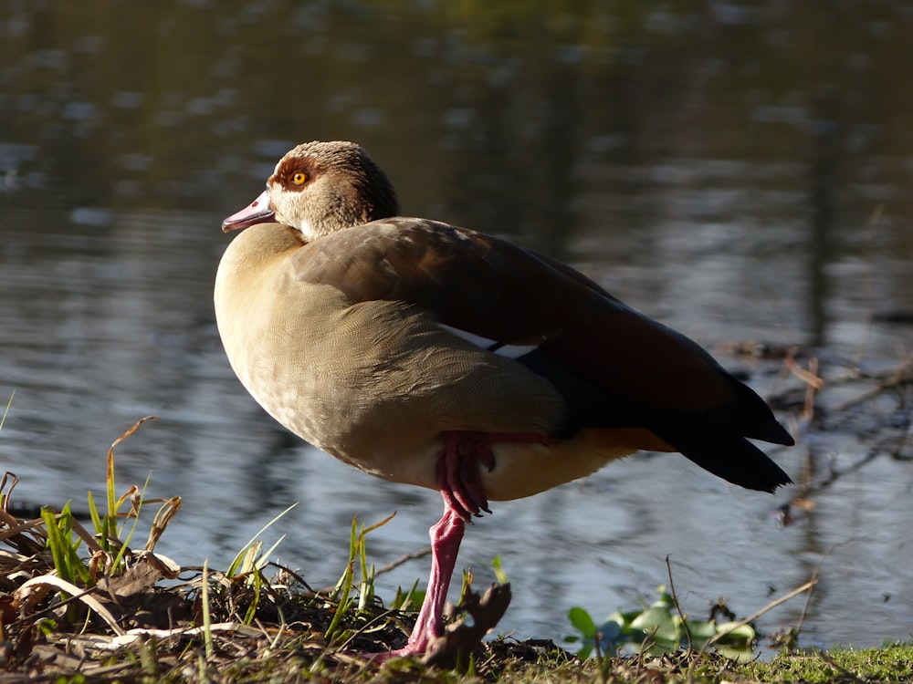 a bird standing next to a body of water