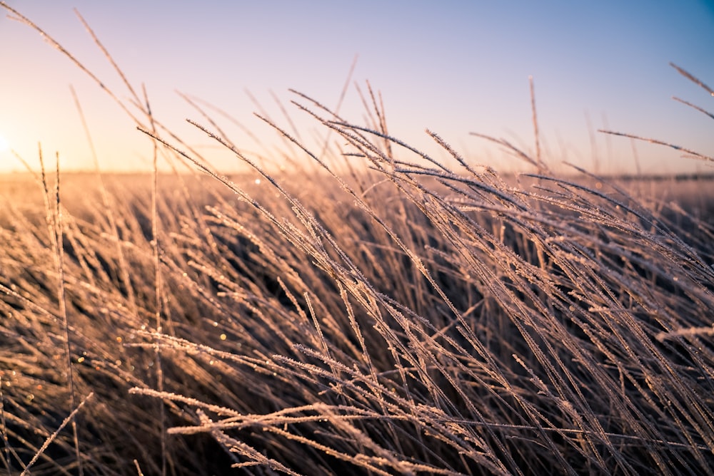 a field of tall grass with the sun in the background