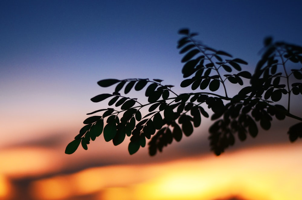 a close up of a tree branch with the sun in the background