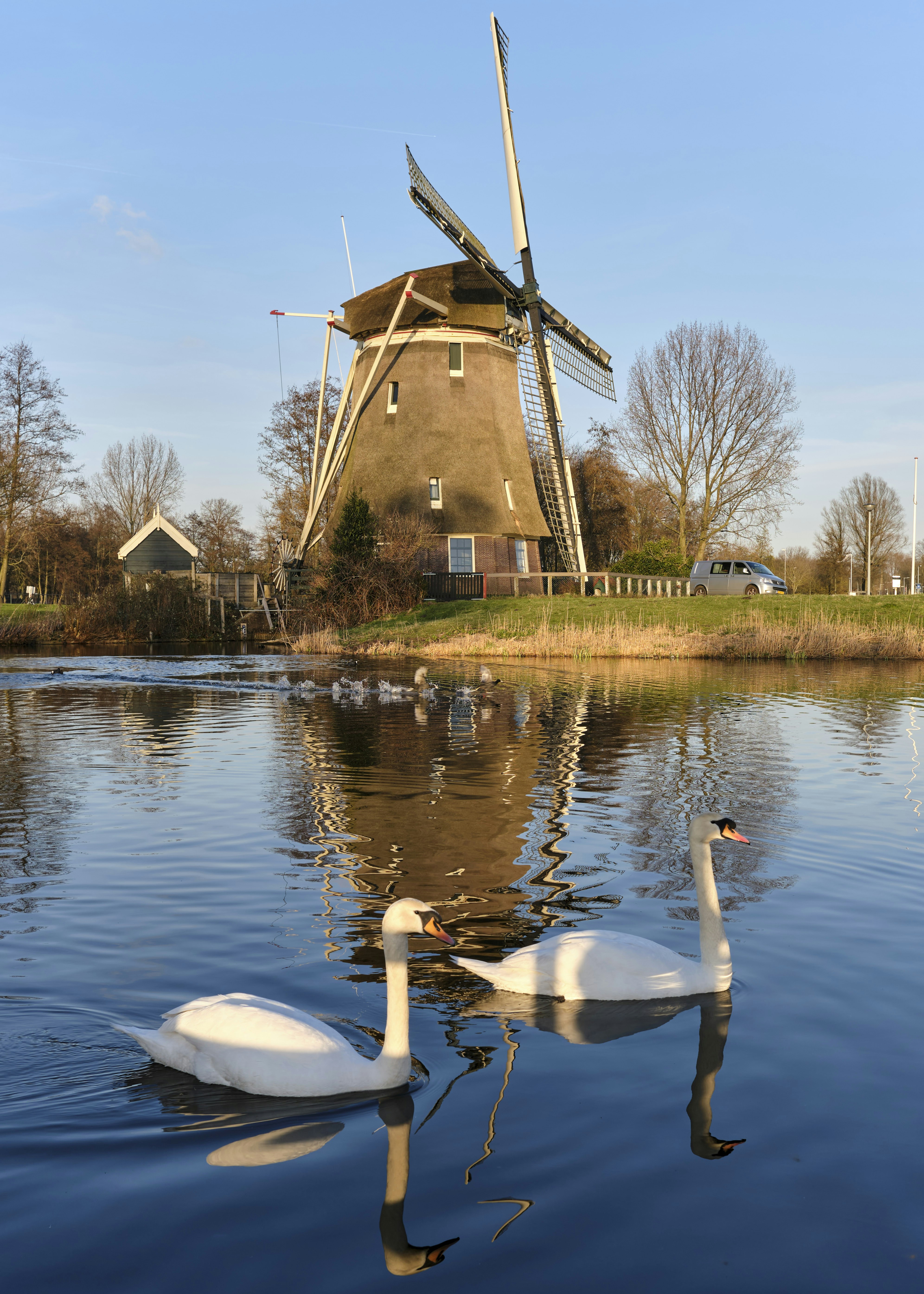 a couple of swans floating on top of a lake