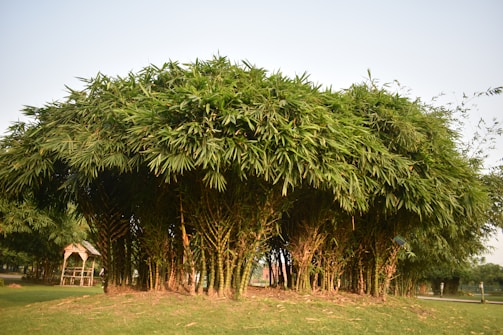 A dense cluster of bamboo plants rises from a grassy area, with their tall, thin stalks densely packed together and topped with lush, green foliage. In the background, a small wooden gazebo is visible, and the clear sky provides a bright backdrop.