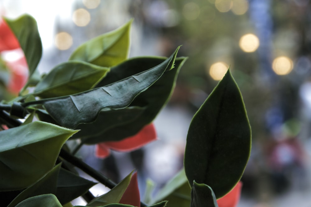 a close up of a plant with leaves