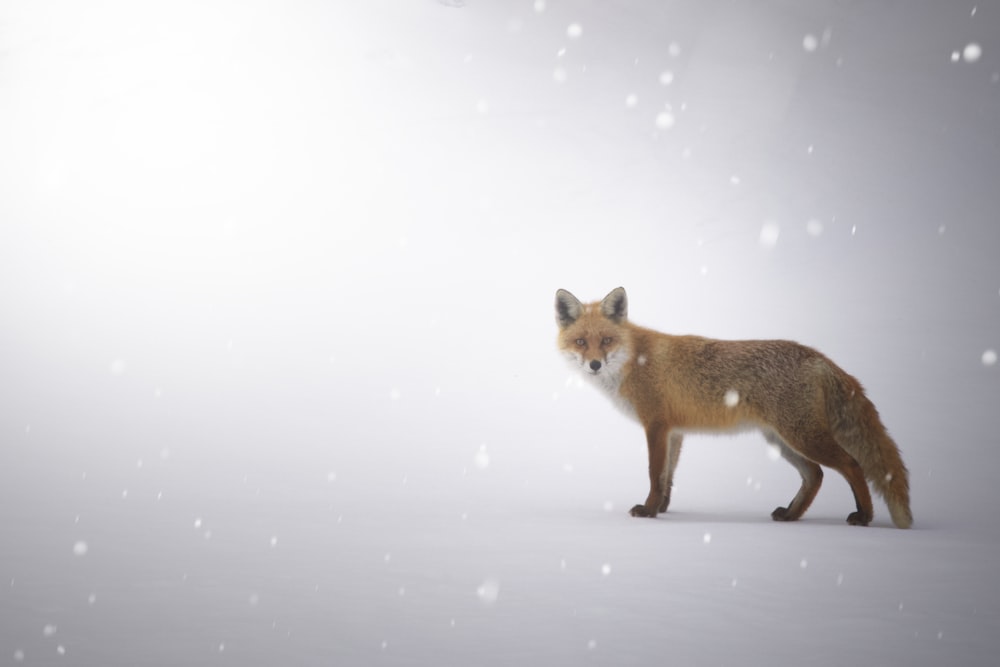 a fox standing in the snow looking at the camera