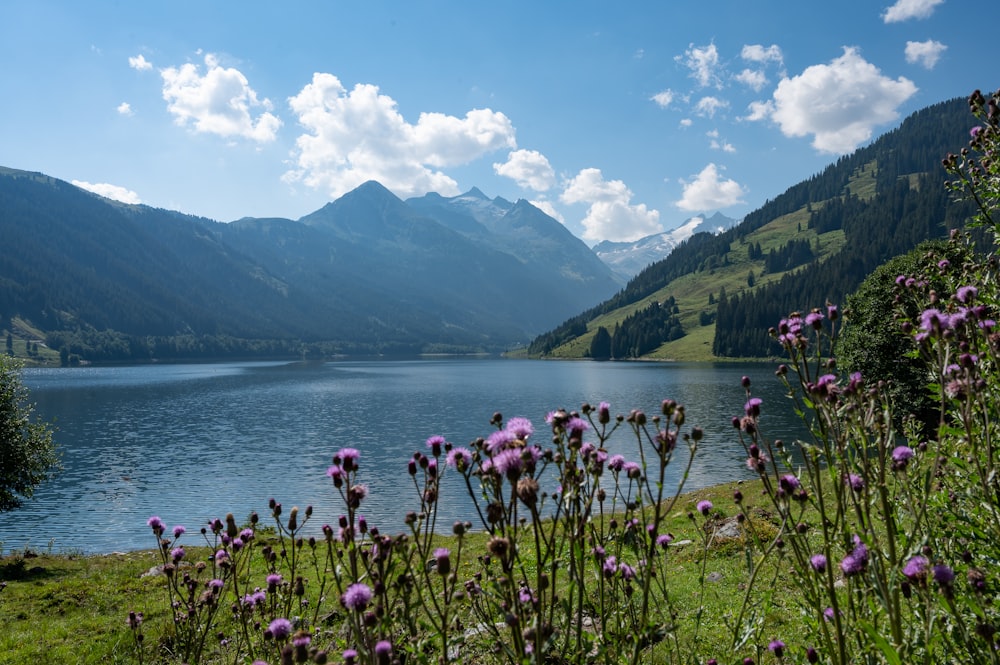 a lake surrounded by mountains with purple flowers