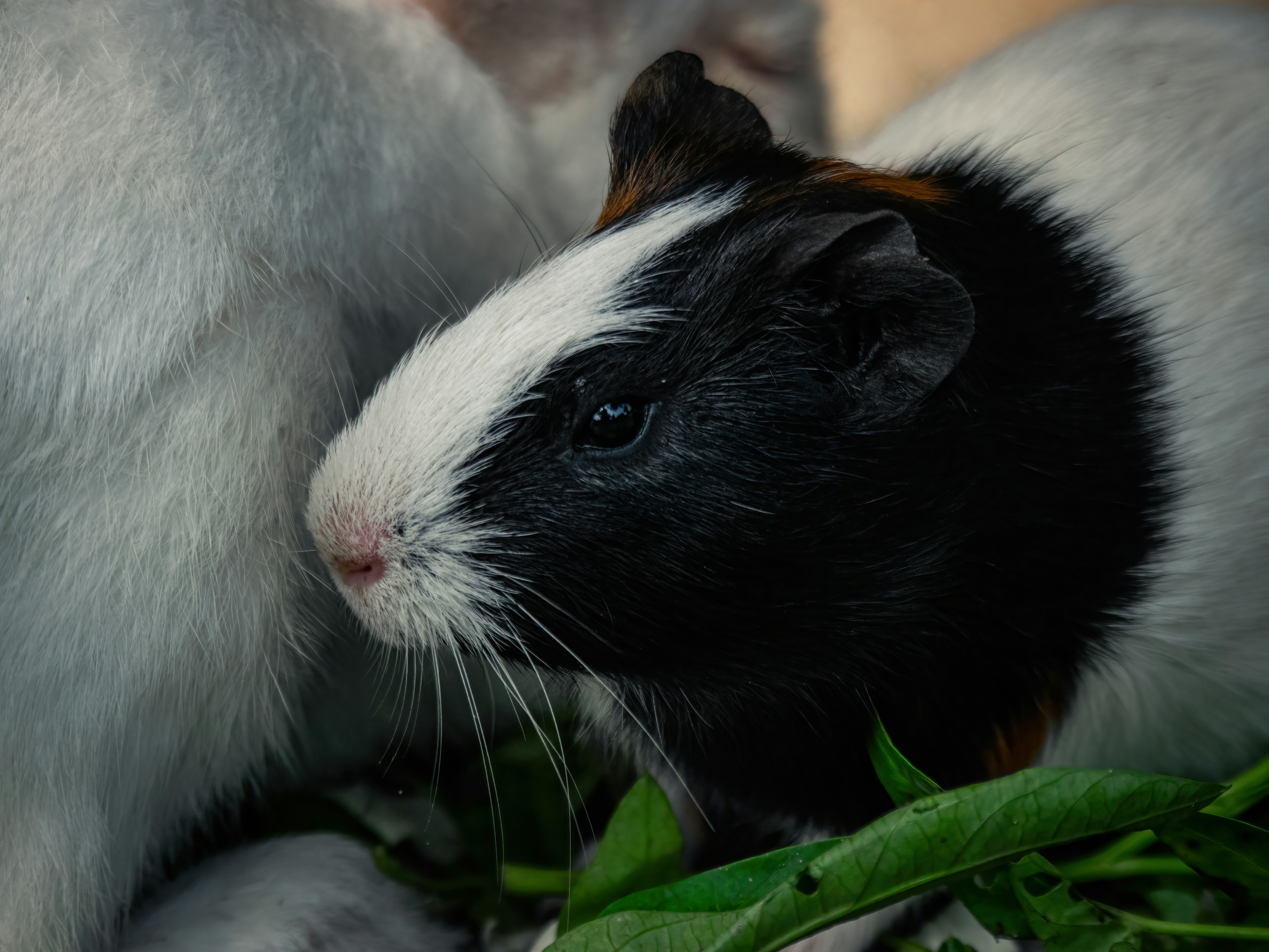 Qu’est-ce que la médiation animale ? Définitions et origines