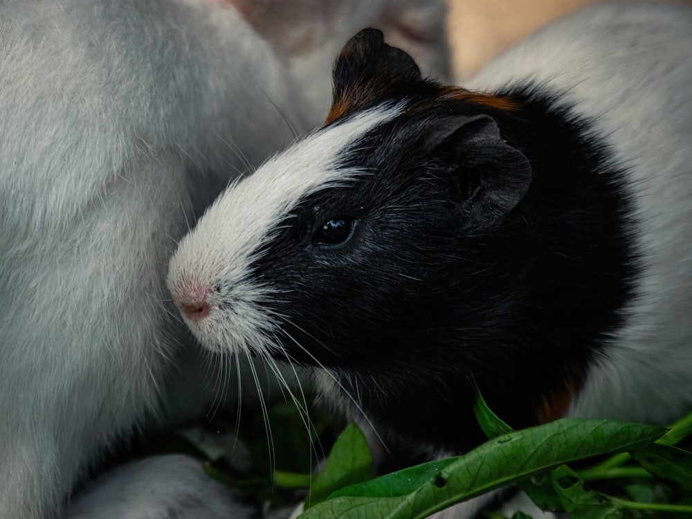 a black and white guinea pig and a brown and white guinea pig