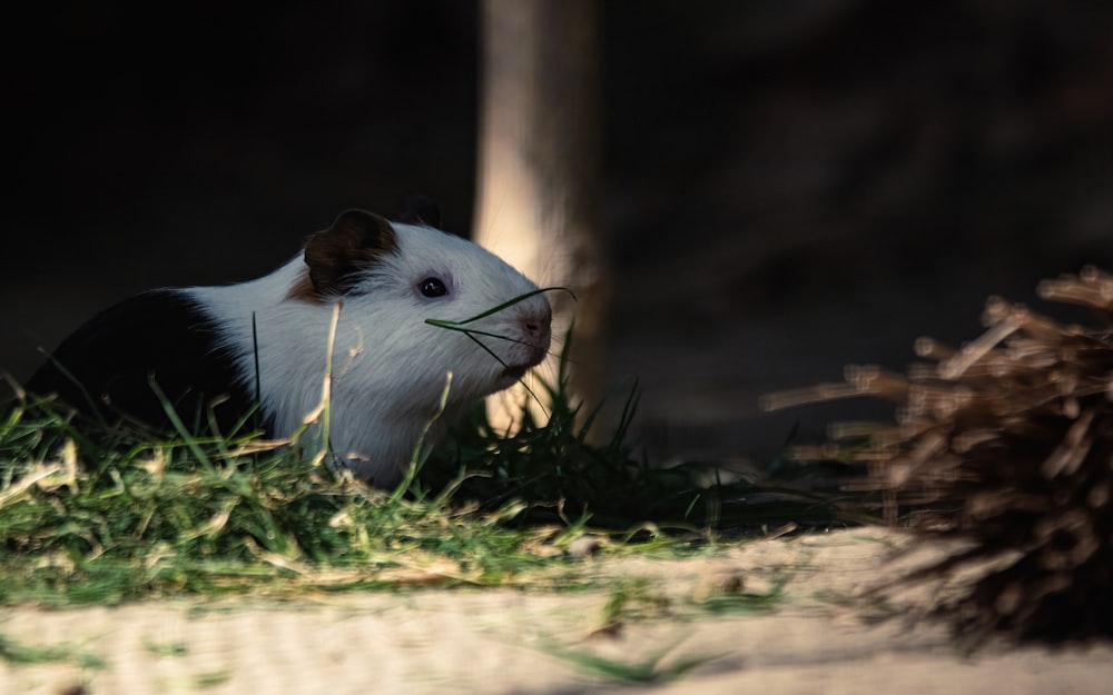 a black and white rat eating grass in the dark