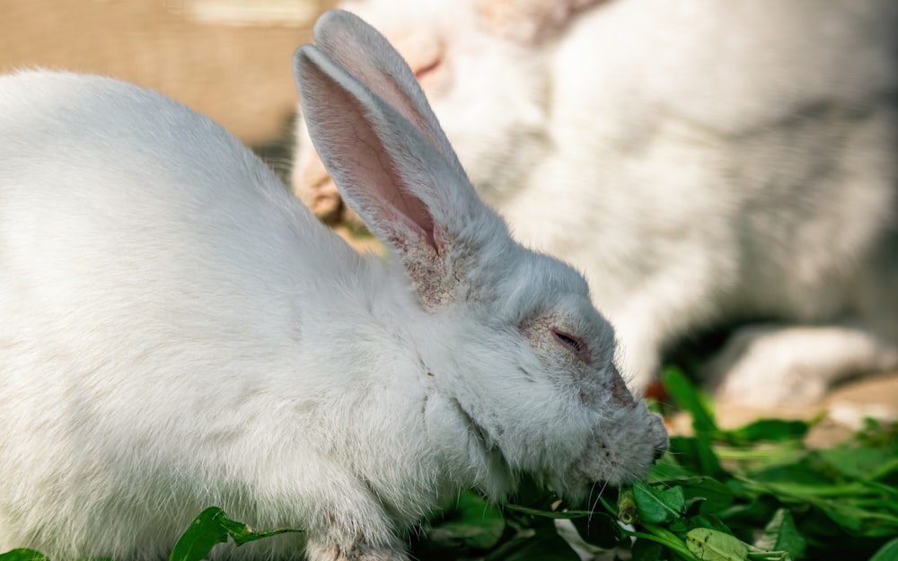a white rabbit is eating some green leaves