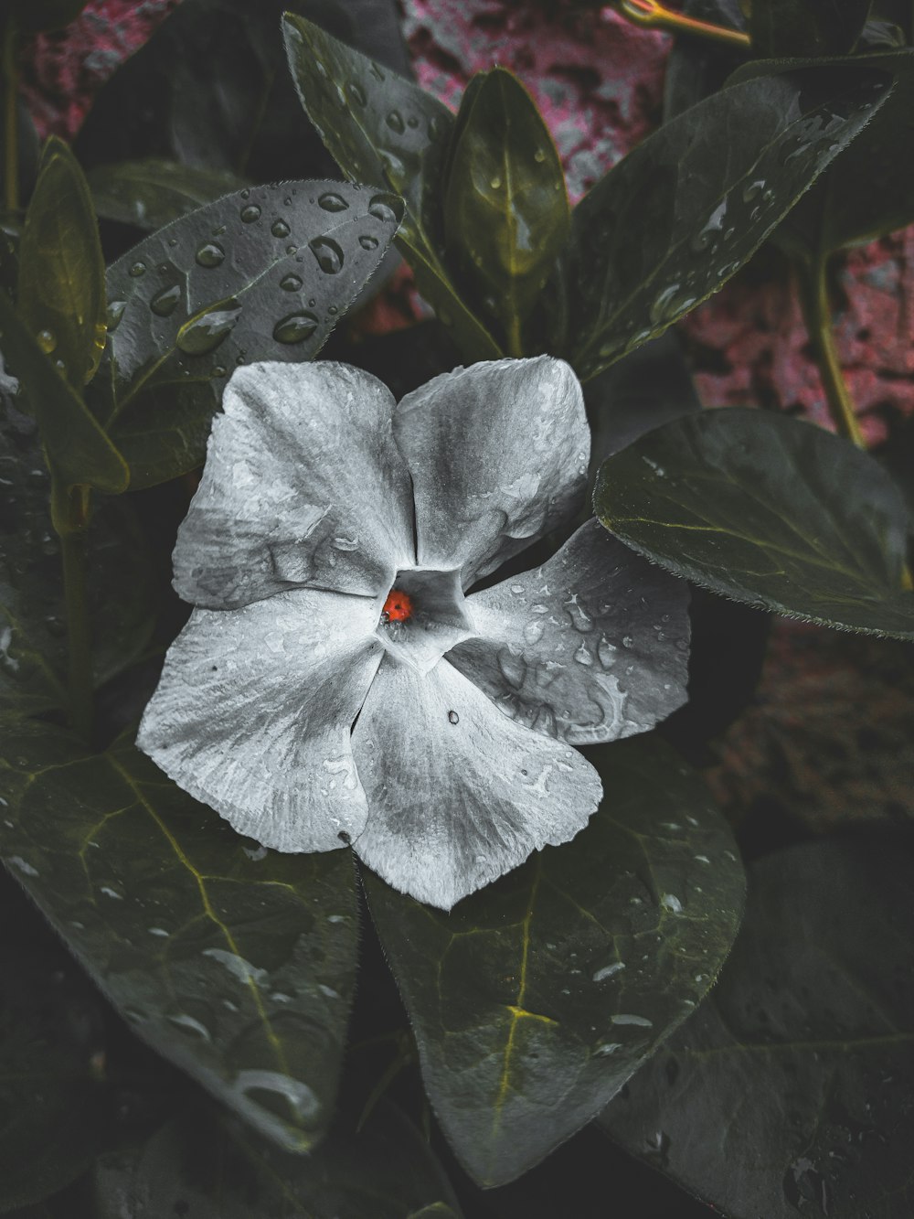 a white flower with a red center surrounded by green leaves