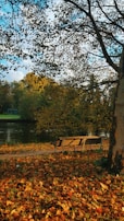 A scenic view of a quiet park bench surrounded by autumn leaves.