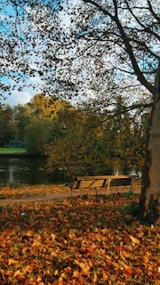 A scenic outdoor shot of a park bench surrounded by autumn leaves under soft sunlight.