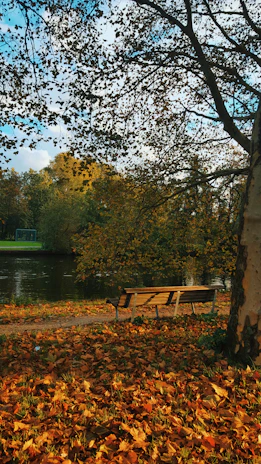 A scenic view of a quiet park bench surrounded by autumn leaves, inviting reflection.