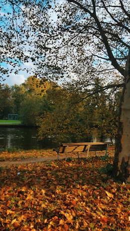 A scenic view of a quiet park bench surrounded by autumn leaves.