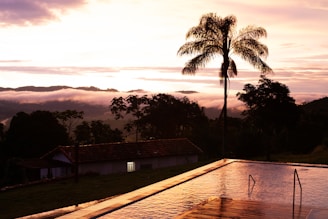 A vibrant image featuring a purple background with a palm tree and a swimming pool visible in the distance.
