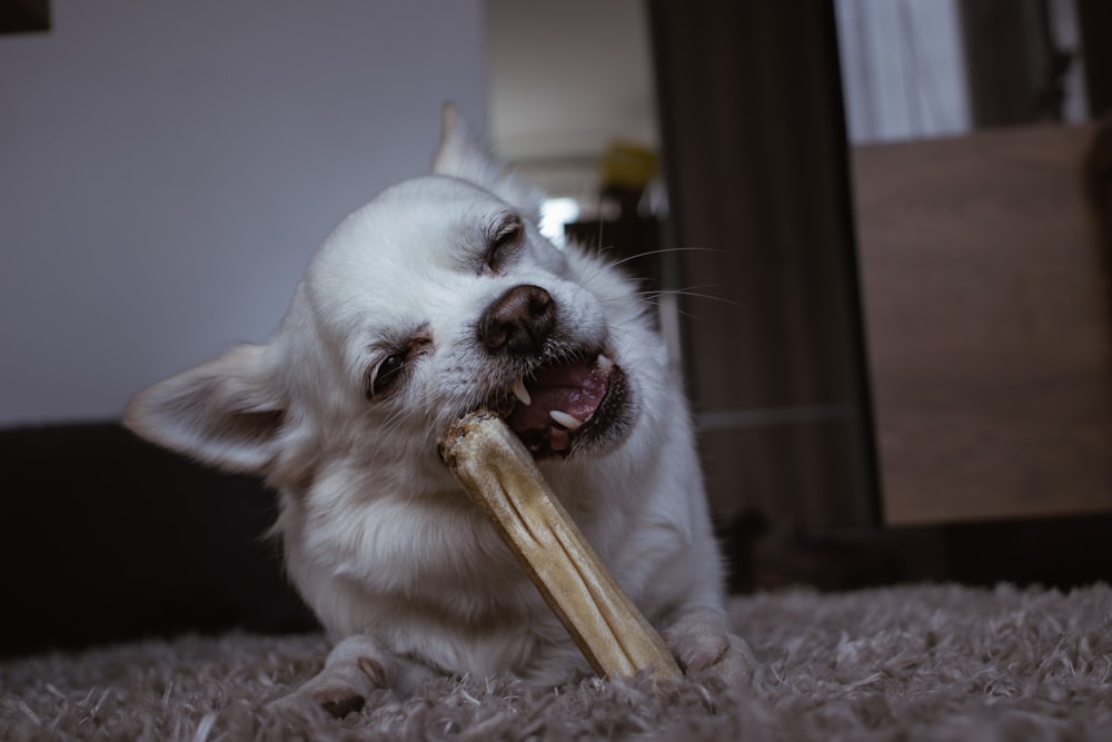 a small white dog holding a bone in it's mouth