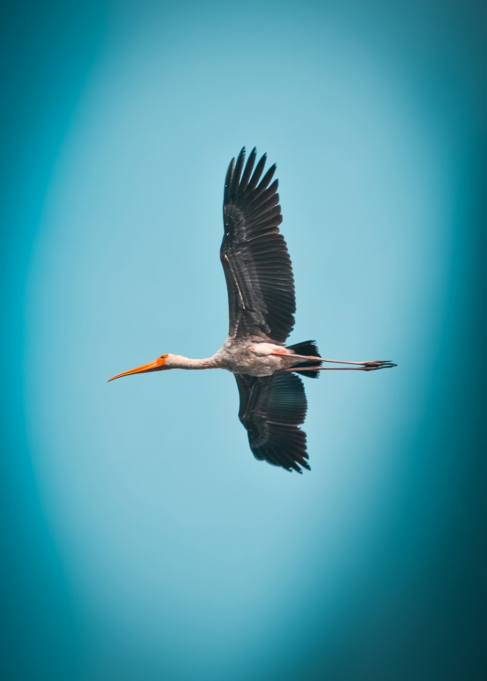 a large bird flying through a blue sky