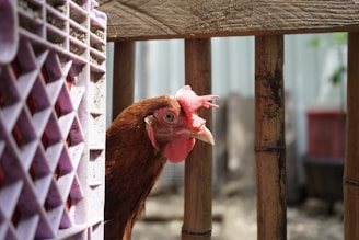 a brown chicken standing next to a wooden fence