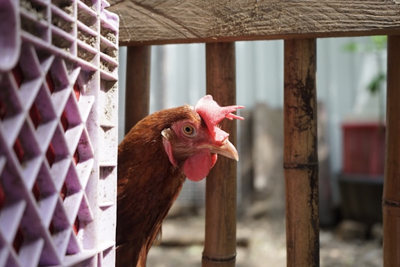 a brown chicken standing next to a wooden fence