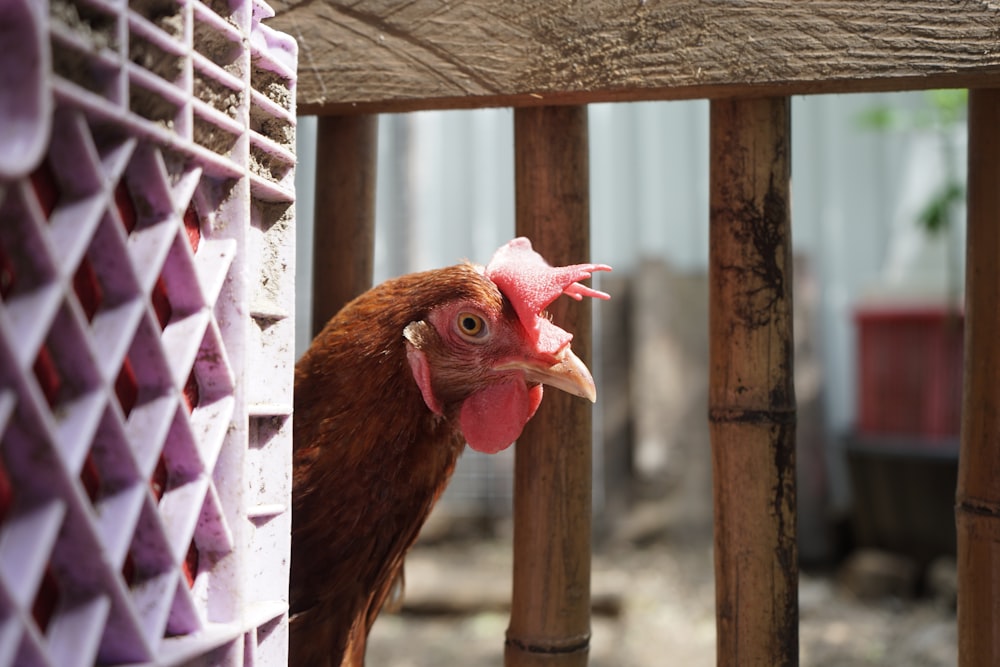 a brown chicken standing next to a wooden fence