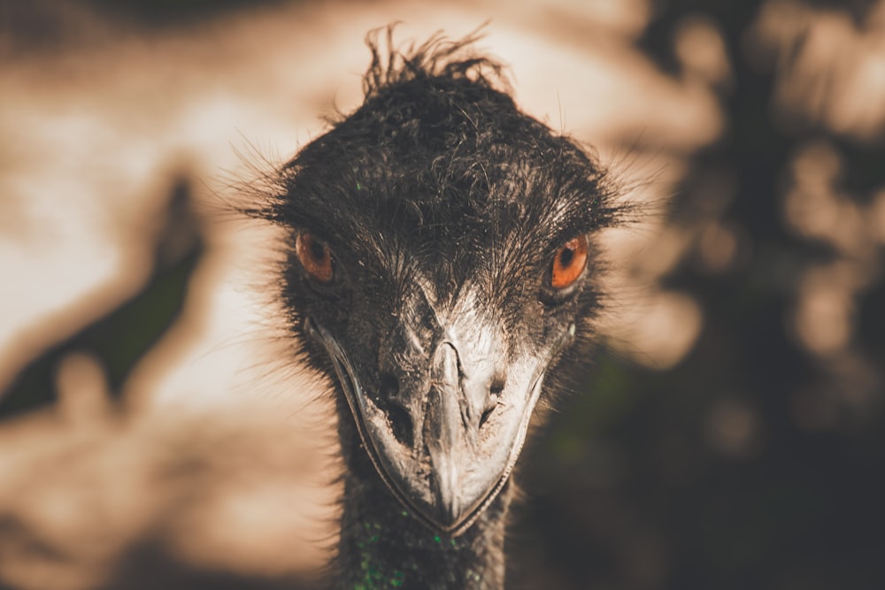 a close up of an ostrich's head with a blurry background