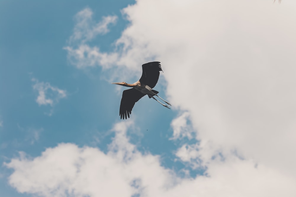 a large bird flying through a cloudy blue sky