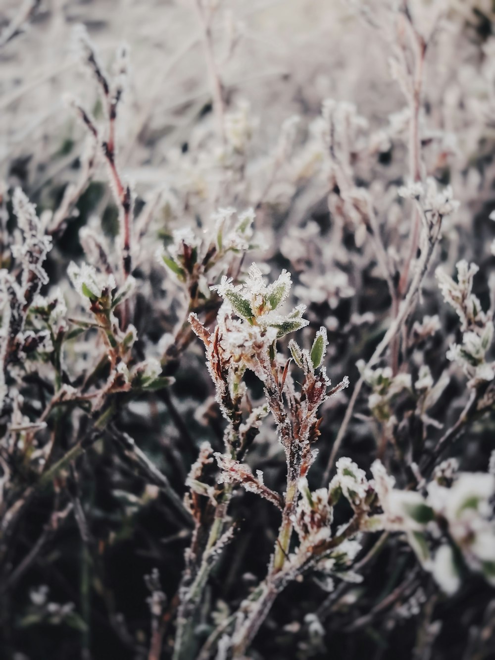 a close up of a plant with frost on it