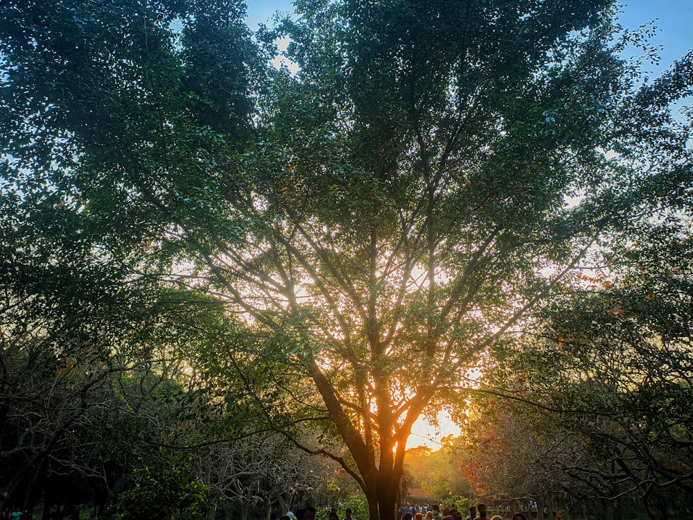 a group of people standing under a tree at sunset