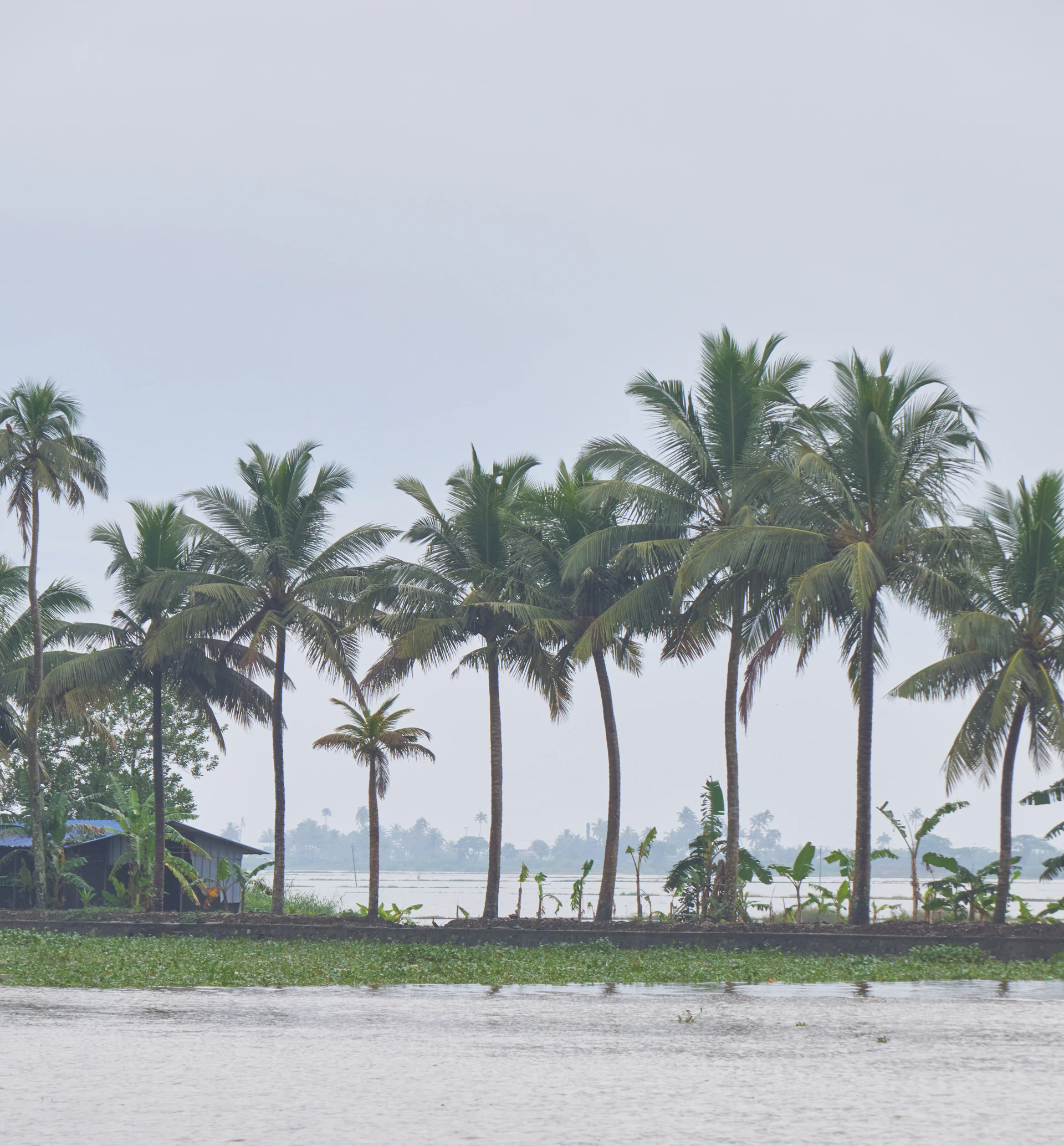 a group of palm trees next to a body of water