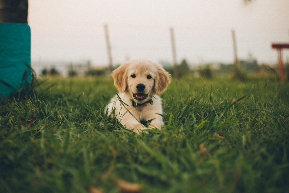 a puppy is sitting in the grass near a fence