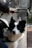 A black and white dog, possibly a Border Collie, is sitting with a harness on, inside a plastic-covered space. The dog's ears are perked up, and it looks curious or attentive. A person's hand is visible, holding a steering element, suggesting they might be on a vehicle.